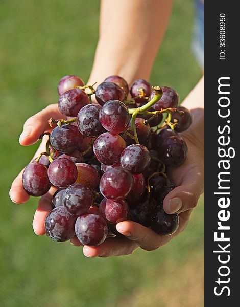 Woman's hand holding the hands of fresh red grapes. Woman's hand holding the hands of fresh red grapes.