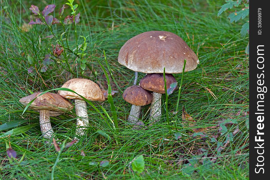 Five mushrooms hidden in the grass. Five mushrooms hidden in the grass