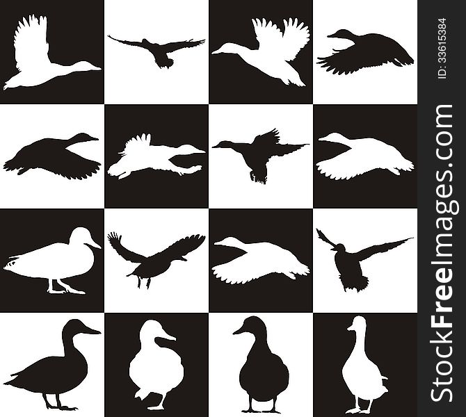 Black And White Background With Mallards
