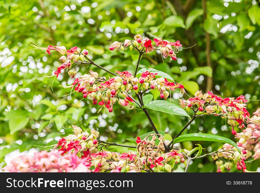 Bagflower or Clerodendrum thomsoniae in the morning light. Bagflower or Clerodendrum thomsoniae in the morning light