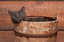 Gray Cat In Wooden Bucket Stock Photos Gray Cat In Wooden Bucket Stock Photos