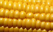 Large Image Of Corn Stock Photography Large Image Of Corn Stock Photography