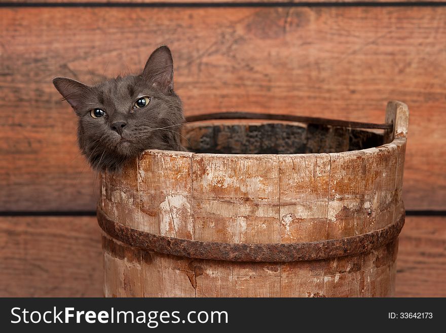 Studio shot of an unhappy, gray Nebelung cat in an antique, wooden well bucket. The Nebelung is a rare breed, similar to a Russian Blue, except with medium length, silky hair. Shot in the studio on a rustic wood background. Studio shot of an unhappy, gray Nebelung cat in an antique, wooden well bucket. The Nebelung is a rare breed, similar to a Russian Blue, except with medium length, silky hair. Shot in the studio on a rustic wood background.