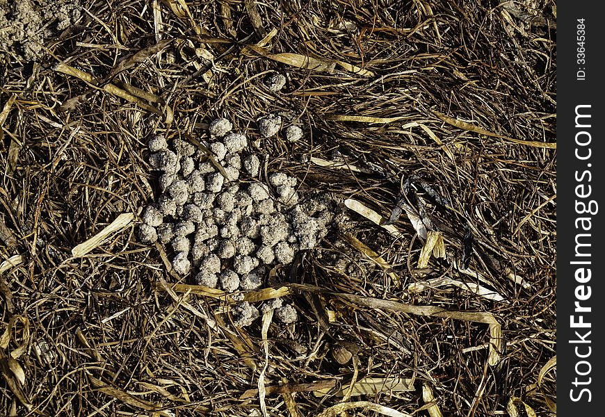 Crab balls in a pile of seaweed.