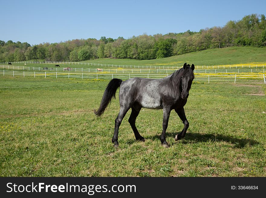 A gray horse in a field.