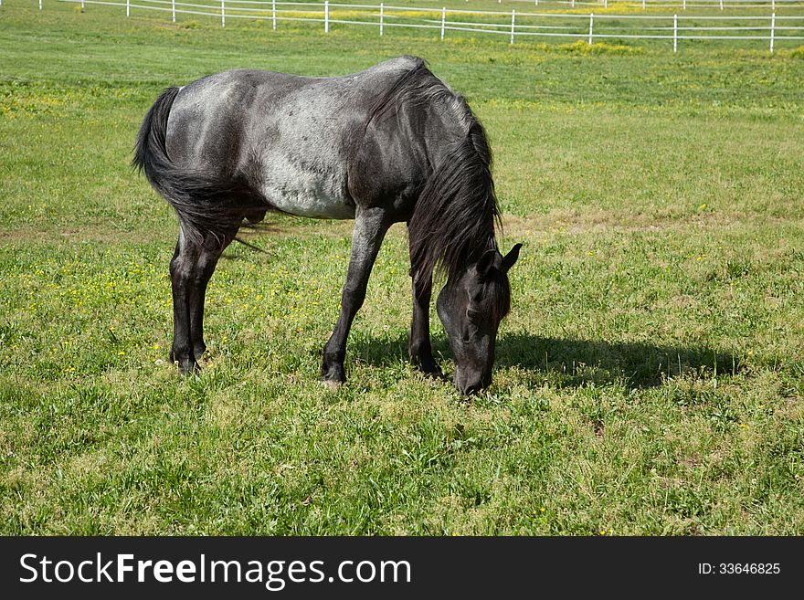 A gray horse in a field.