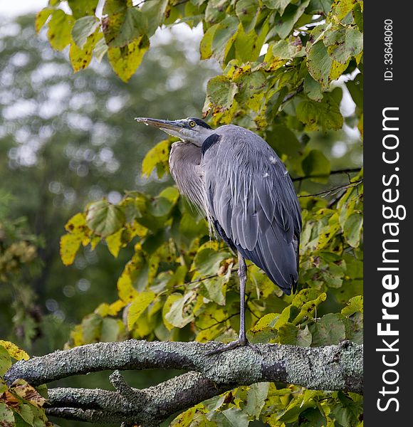 Old heron resting on a large branch looking over the lake