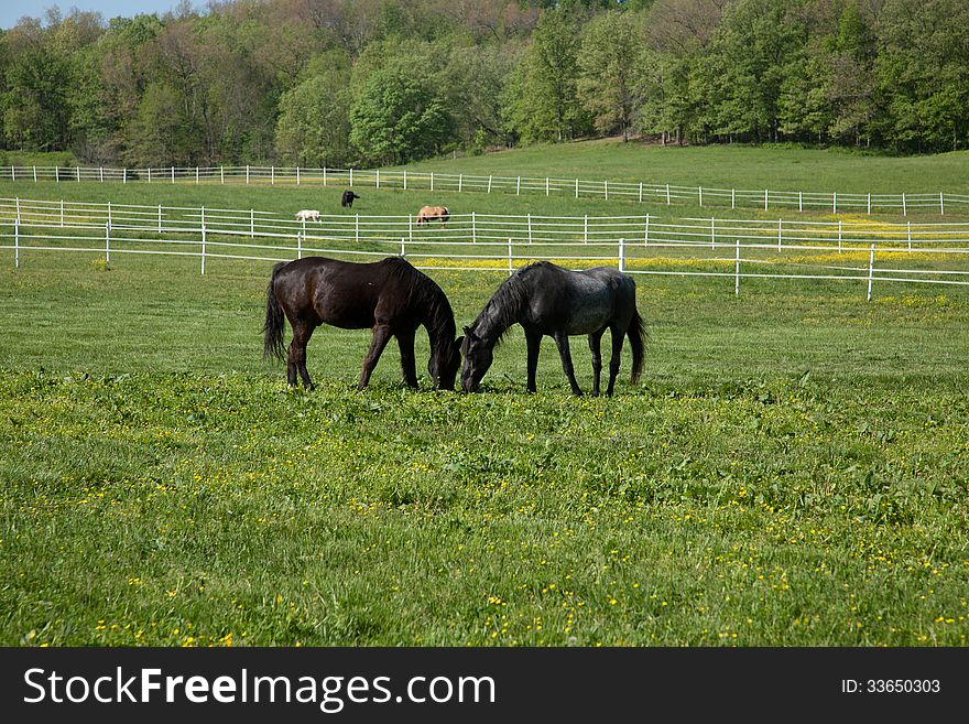 Two horses eating in a field.