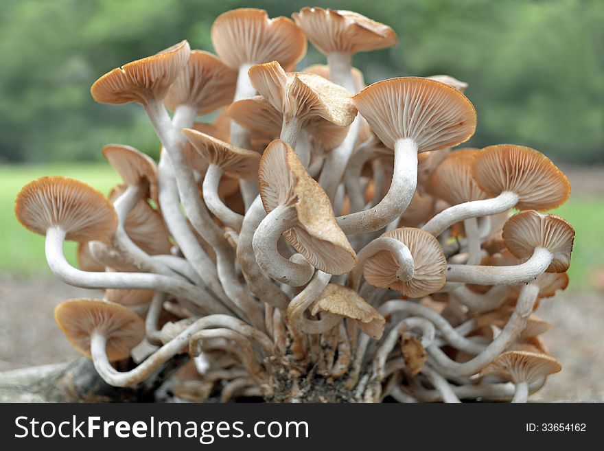 Close up of the mushroom family on a green background of nature. Close up of the mushroom family on a green background of nature