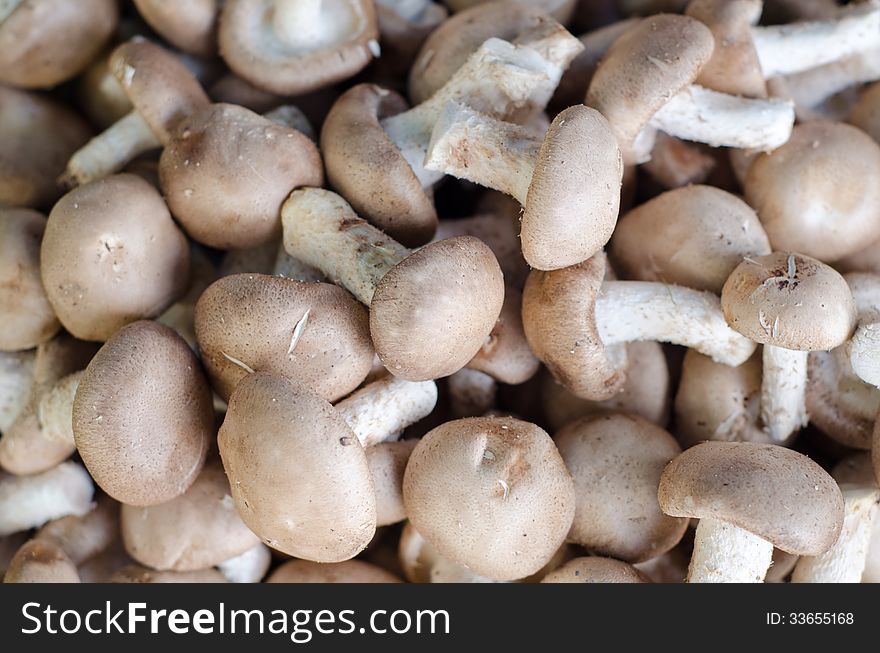Fresh Shiitake mushroom in thai market