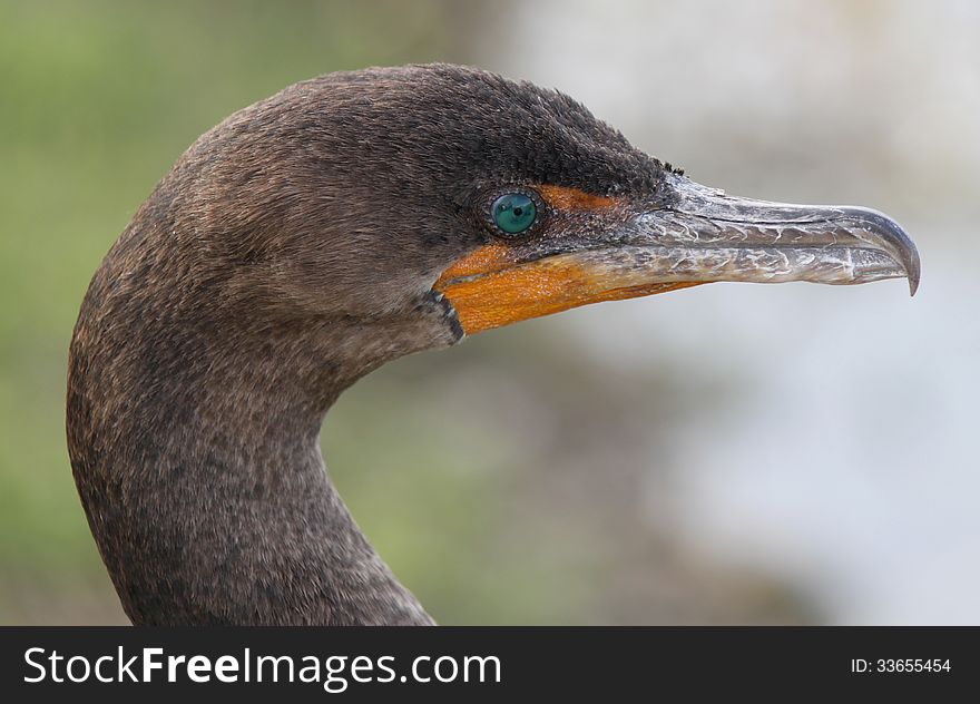 Close-up head shot of a Double-crested Cormorant