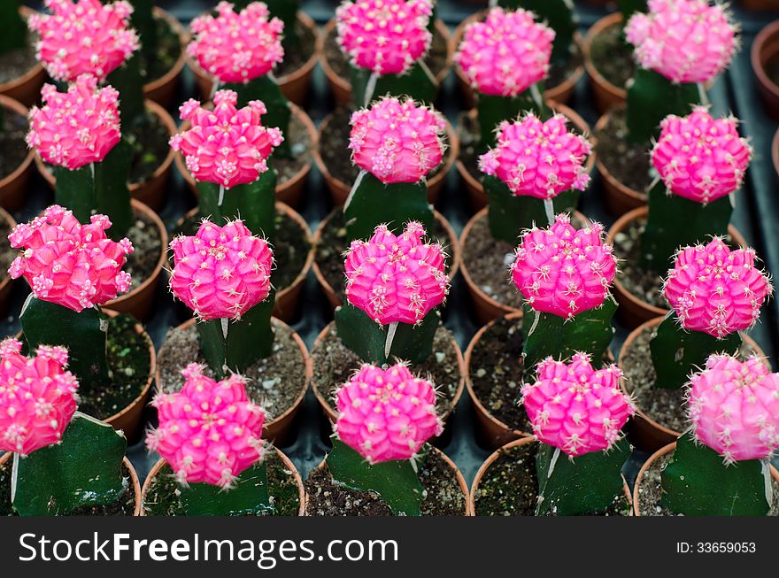 Various colorful cactus in pots