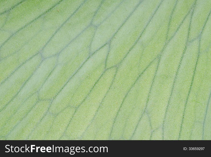 Staghorn fern laves