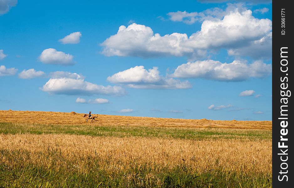 Horse on the harvested field