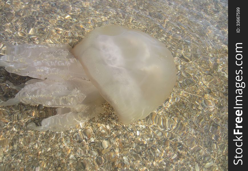 Large jellyfish out of water during a heavy storm. Large jellyfish out of water during a heavy storm