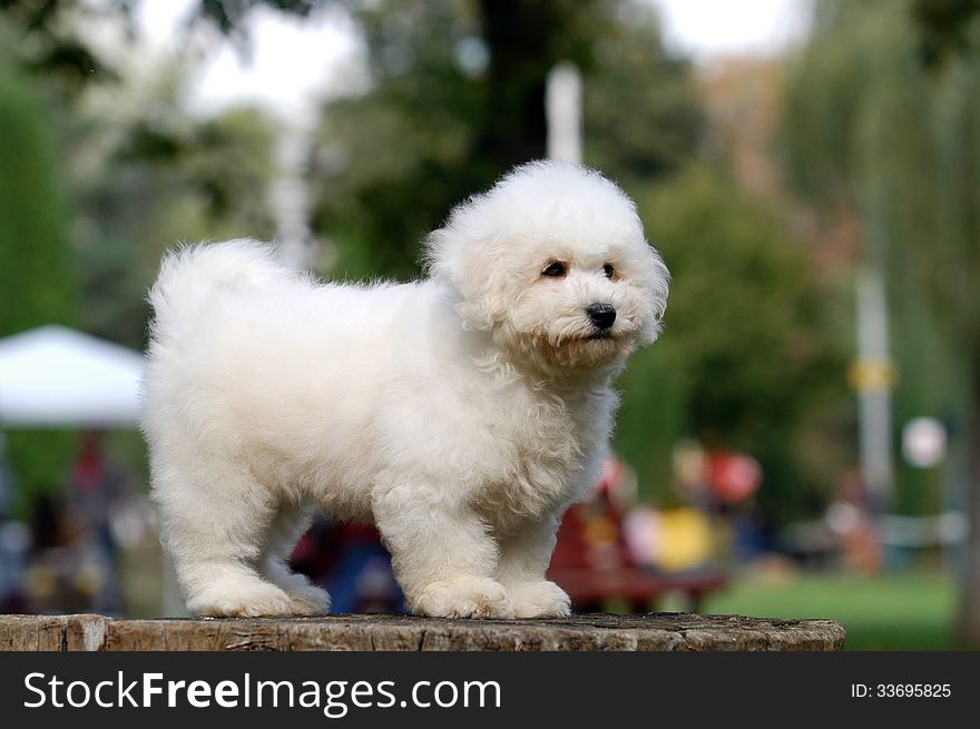 Bichon frize puppy sitting on a stump. Bichon frize puppy sitting on a stump