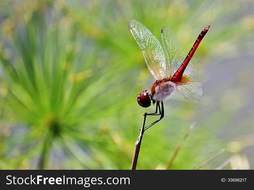 A close-up shot of a dragonfly resting on a twig.