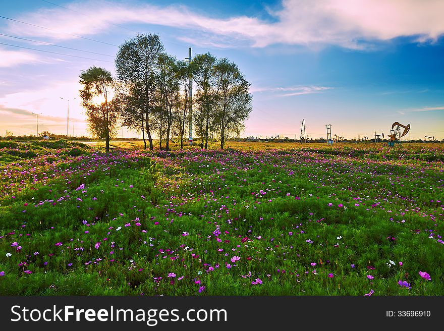 The Beautiful Oil Field