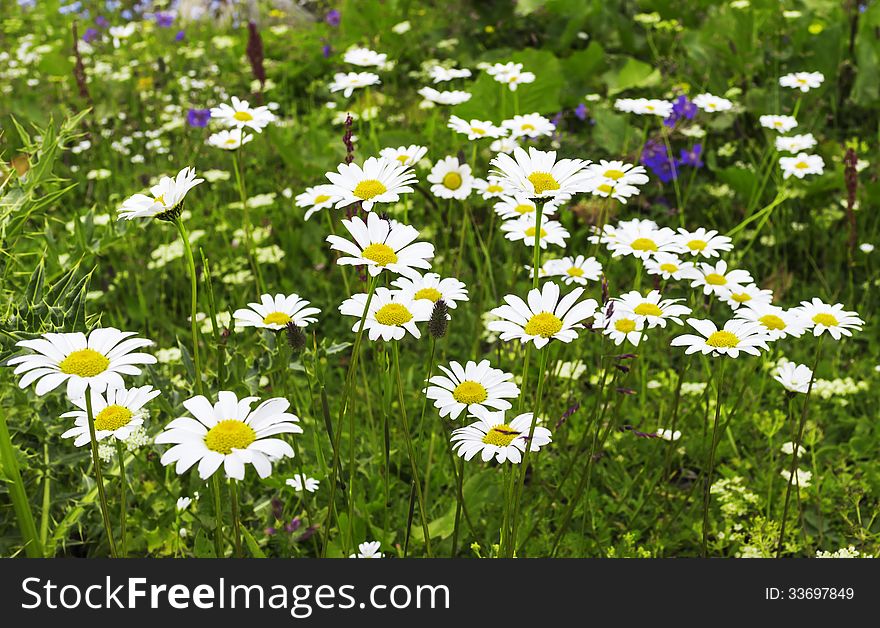 Flowers daisy or chamomile in the mountains