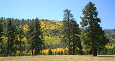 Aspen And Pine Stock Photos Aspen And Pine Stock Photos