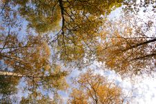 Crones Of Trees In Autumn Royalty Free Stock Images Crones Of Trees In Autumn Royalty Free Stock Images