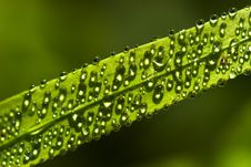 Dew Droplets Stock Photo