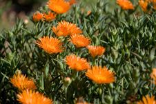 Orange Flower Orange Vygie Stock Photo