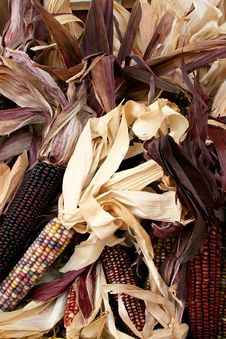 Indian Corn 5726 Stock Photo