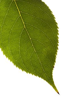 Green Leaf Texture Stock Photography Green Leaf Texture Stock Photography