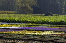 Field Of Flowers Royalty Free Stock Image Field Of Flowers Royalty Free Stock Image