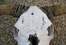 Steer Skull Royalty Free Stock Photography Steer Skull Royalty Free Stock Photography