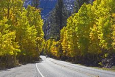 Road With Yellow Aspens Stock Photos Road With Yellow Aspens Stock Photos
