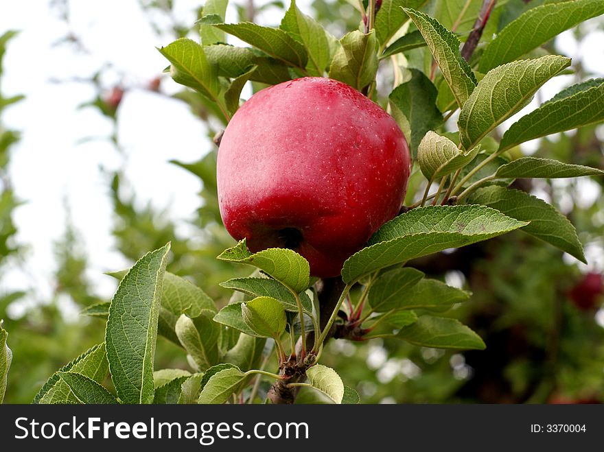 Photo of red delicious apple in the farm