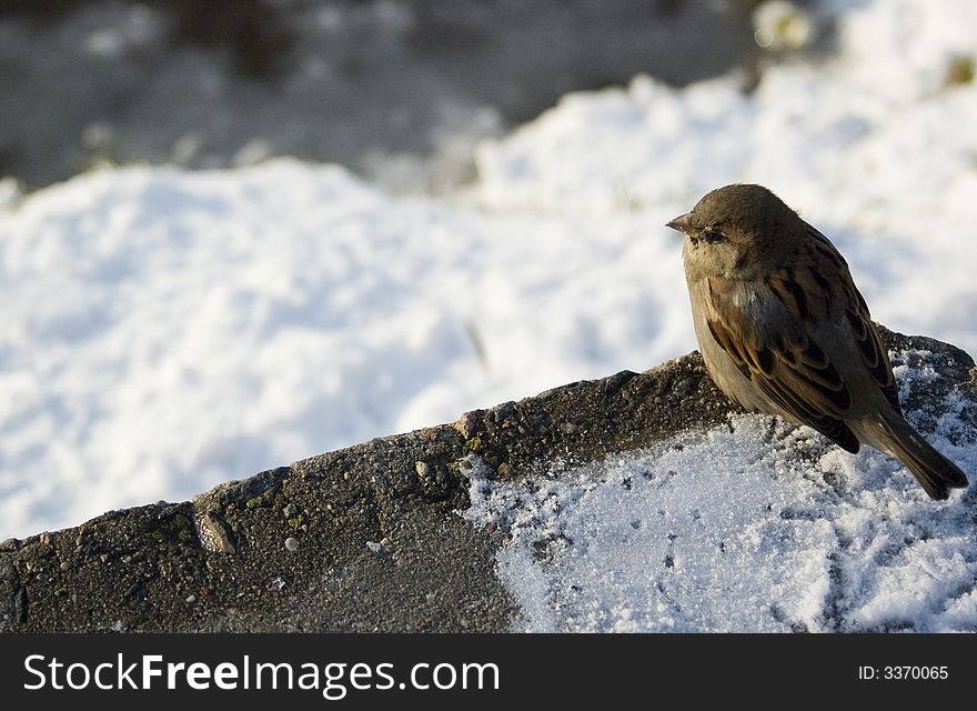 Birds, Sparrow on ice Svisloch river in Minsk, Belarus. Birds, Sparrow on ice Svisloch river in Minsk, Belarus