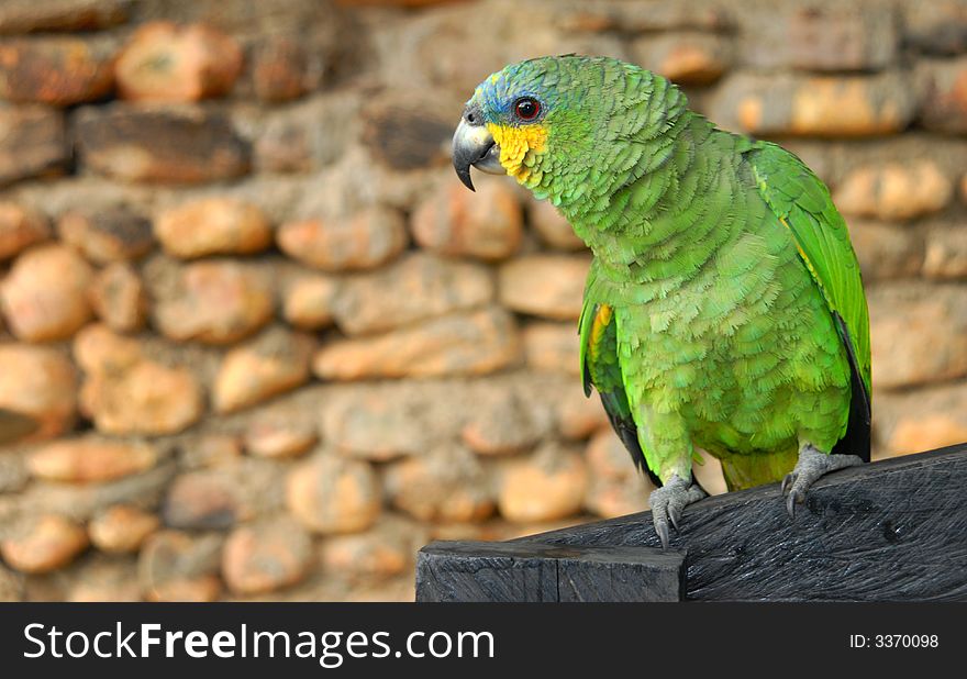 Green yellow parrot looking to the left, space for text