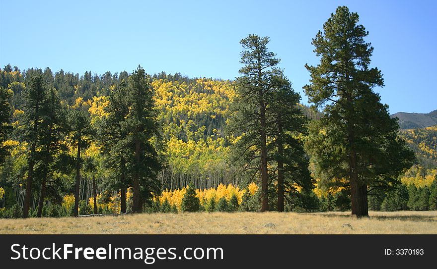 Aspen and ponderosa pine in the San Francisco Peaks, northern Arizona. Aspen and ponderosa pine in the San Francisco Peaks, northern Arizona