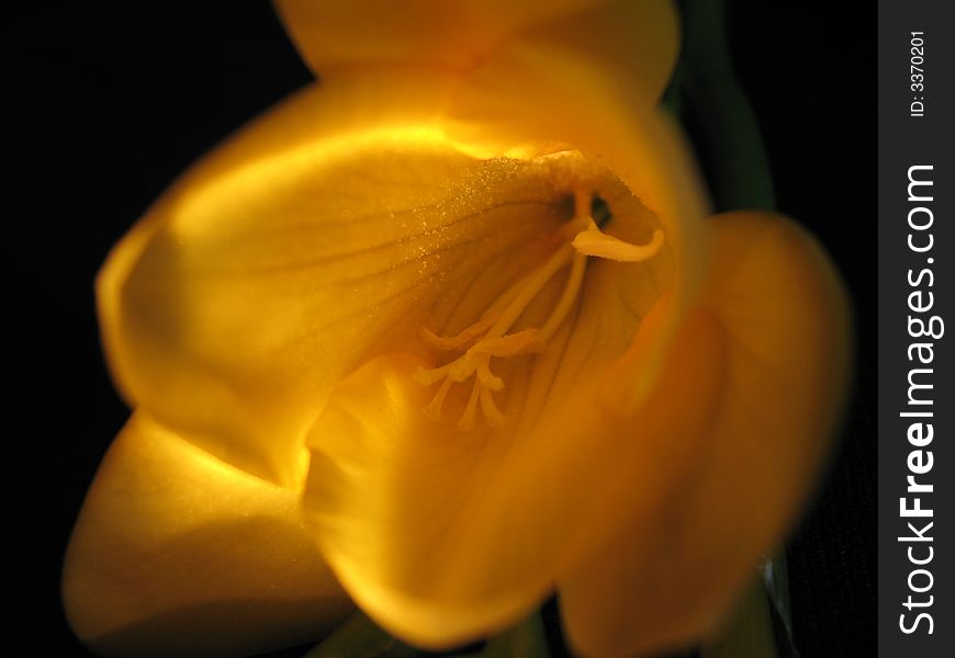 Details on a yellow freesia