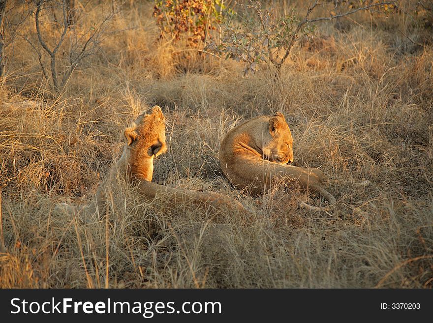 Resting Lions in Sabie Sands private game Reserve, SA