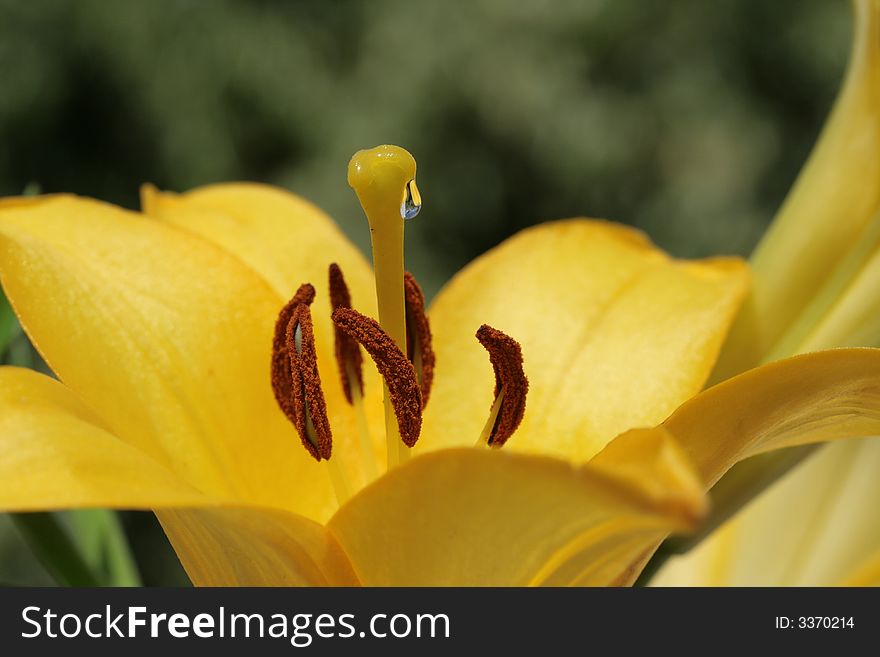 Lily -nice flower with nectar