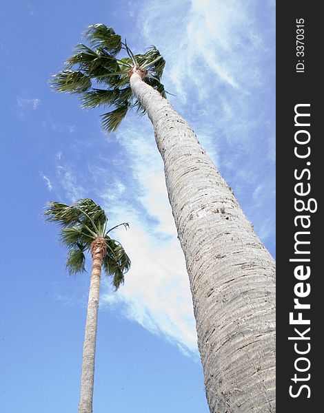 Palm  Filifera Washingtonia - tropical tree