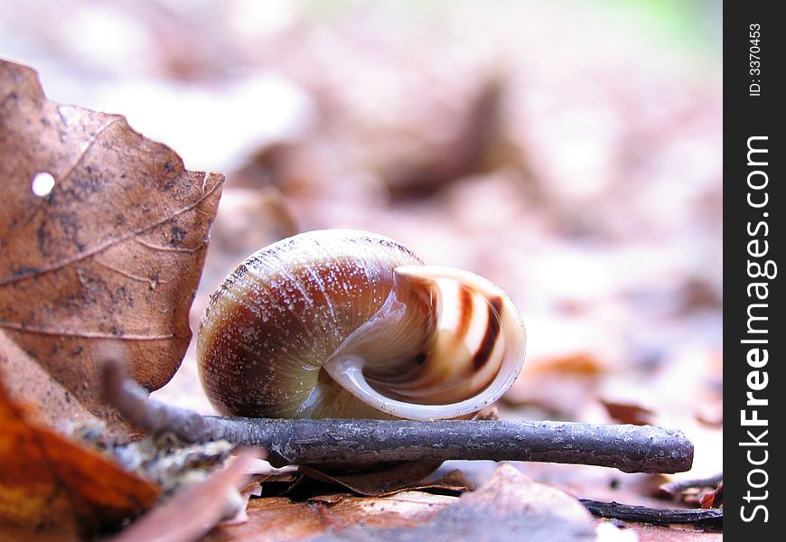 Snail in forest at Kopaonik mountain