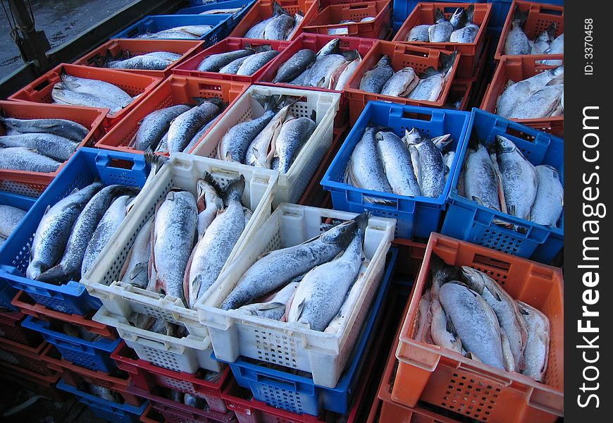 Frozen salmon into plastic boxes. Frozen salmon into plastic boxes