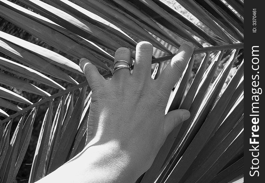 One hand of woman on one palm leaf