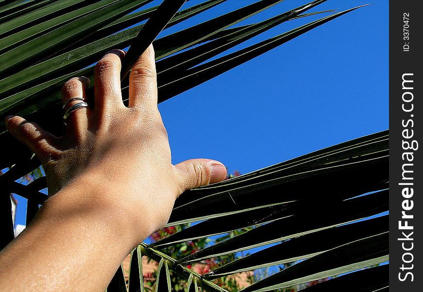 One hand of woman on one palm leaf