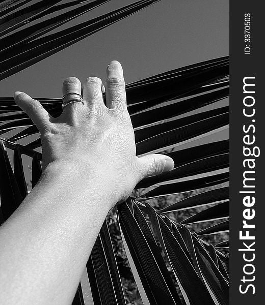 One hand of woman on one palm leaf