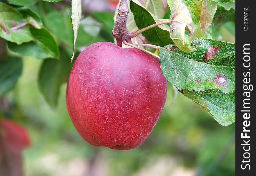 An single apple on the tree in an orchard.