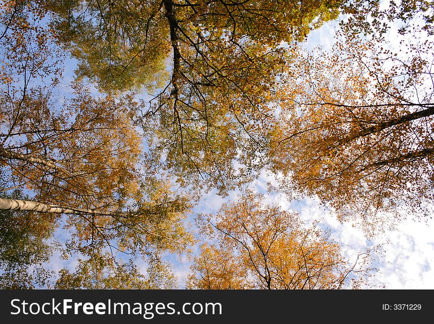 Blue sky and the crones of trees with yellow leaves in autumn. Blue sky and the crones of trees with yellow leaves in autumn