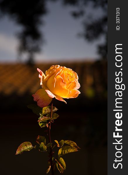 Single Yellow Pink Rose in Light of Setting Sun