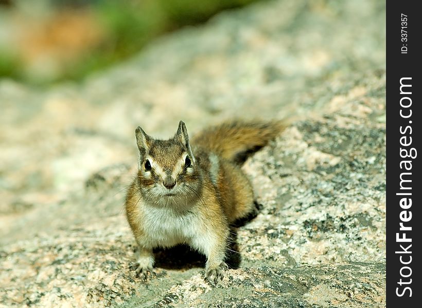 A chipmunk looking at you from a rock