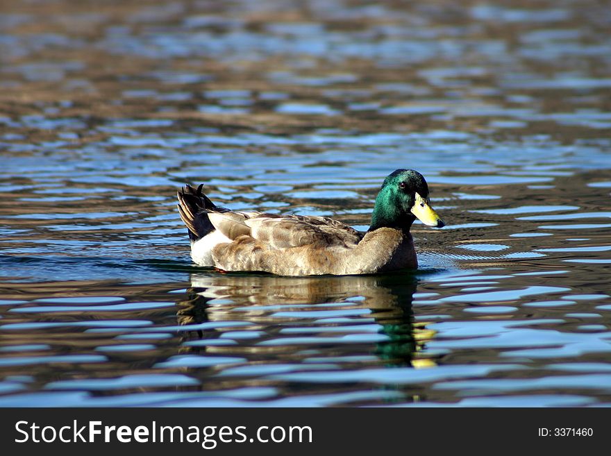 This adult duck was swimming at a marina on the Colorado River. This adult duck was swimming at a marina on the Colorado River.